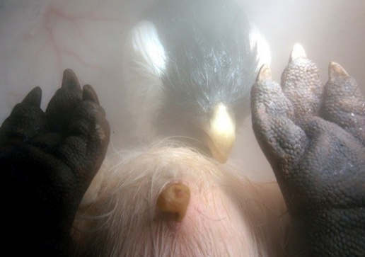 Anne karnında böyle görüntülendiler - Resim: 3