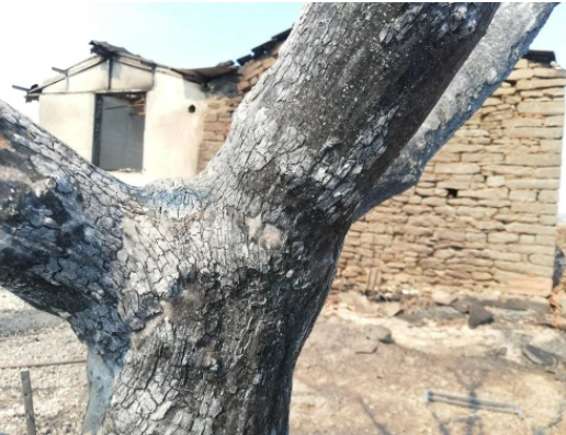 Antalya Manavgat'taki yangından kaldı küllerin arasından topladılar - Resim: 2