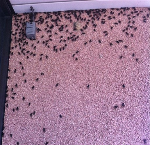 Bu şehirde cırcır böceği istilası var! - Resim: 3