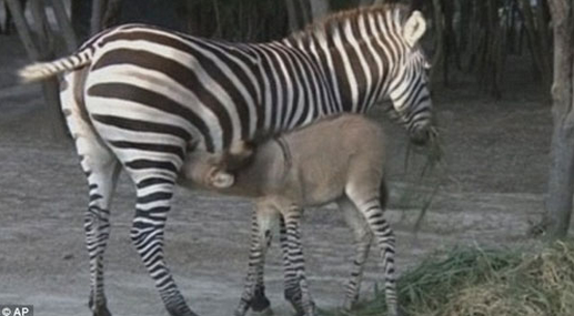 Kromozom mucizesi 'Zeşek' görenleri şaşırtıyor - Resim: 2