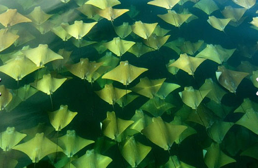 İşte müthiş büyük göç anı - Resim: 2