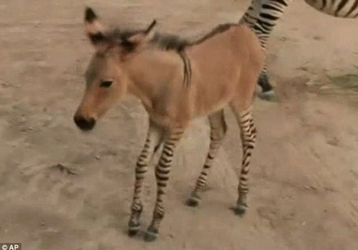 Kromozom mucizesi 'Zeşek' görenleri şaşırtıyor - Resim: 3