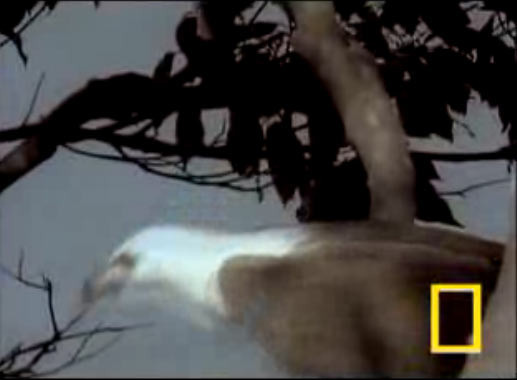 Kartalın saniye saniye yılan avı - Resim: 3