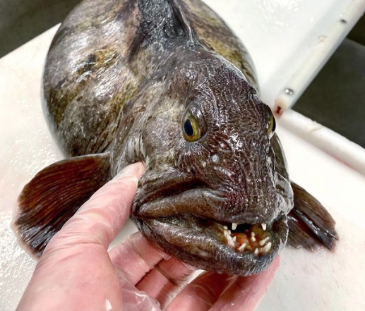 Denizin altında öyle bir şey buldu ki görenler şaşkına döndü! - Resim: 2