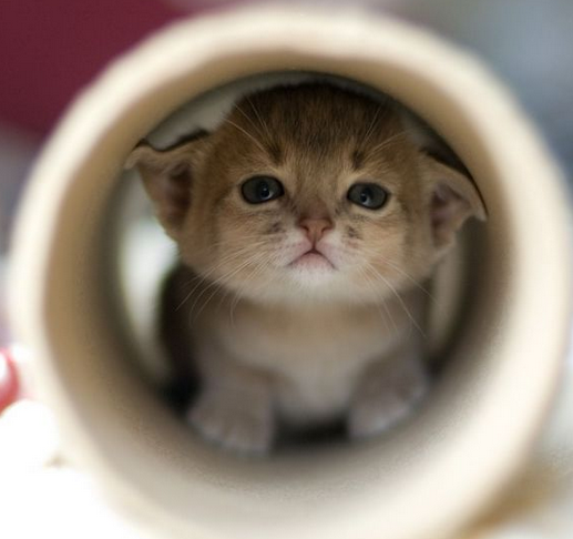 Hayvanlar iş hayatınızı nasıl etkiliyor? - Resim: 3