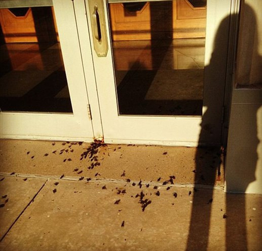 Bu şehirde cırcır böceği istilası var! - Resim: 4