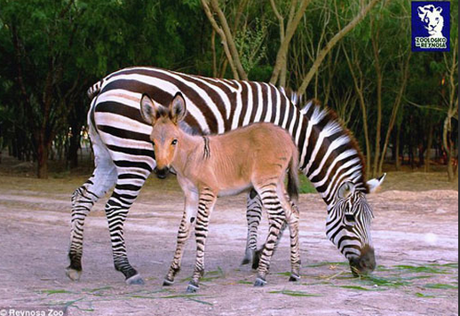 Kromozom mucizesi 'Zeşek' görenleri şaşırtıyor - Resim: 4