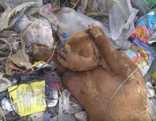 Akıllara zarar! Çöpte buldular görenler küçük dilini yuttu - Resim: 1