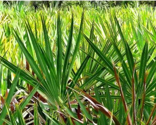 Bu bitkiler faydalı diye biliniyor ama... - Resim: 1