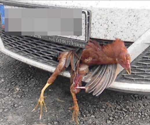 Arabanın tamponuna horoz girdi - Resim: 2