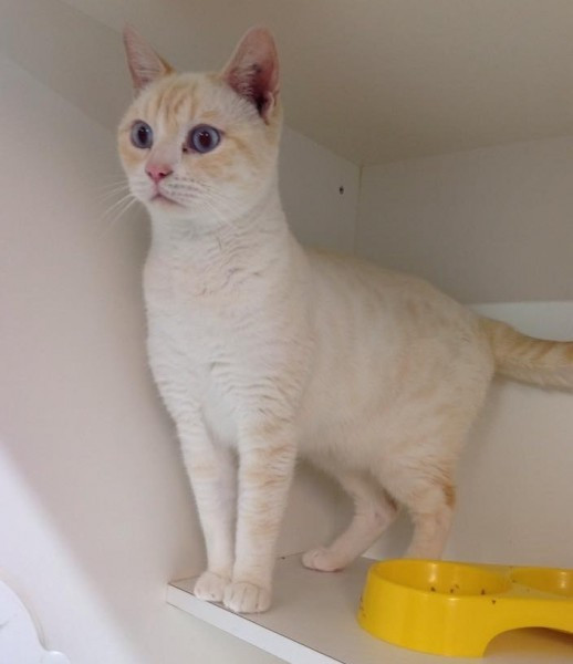 Kendini sahiplendirmenin yolunu bulan kedi - Resim: 3