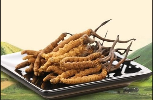 Ölü tırtılın kilosuna 50 bin dolar veriyorlar - Resim: 2