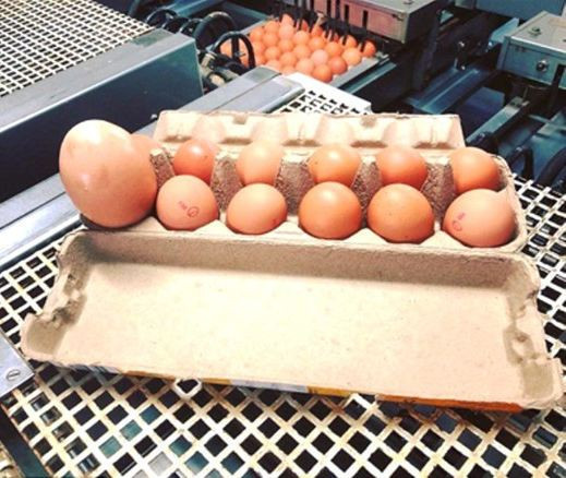 Böylesi ne görüldü ne duyuldu marketten aldığı devasa yumurtayı kırınca... - Resim: 1