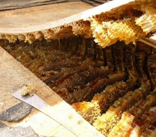 Çatı örtüsünün altından bakın ne çıktı - Resim: 2