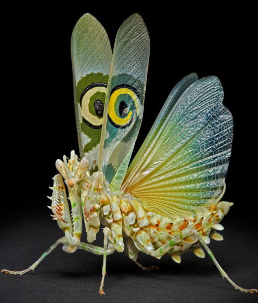 Olağanüstü yaratıklar - Resim: 4