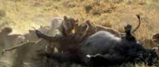 Doğanın vahşileri böyle avlanıyor - Resim: 4