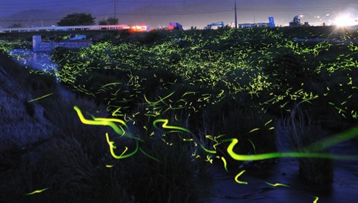 Ateş böceklerinin büyüsü - Resim: 2