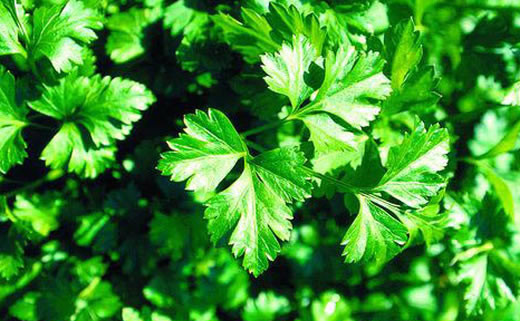 Bu karışım uyurken yağ yaktırıyor! - Resim: 2