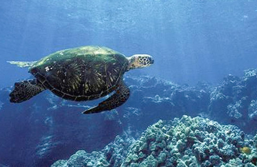 Yeni öğrendik deniz kaplumbağaları meğer