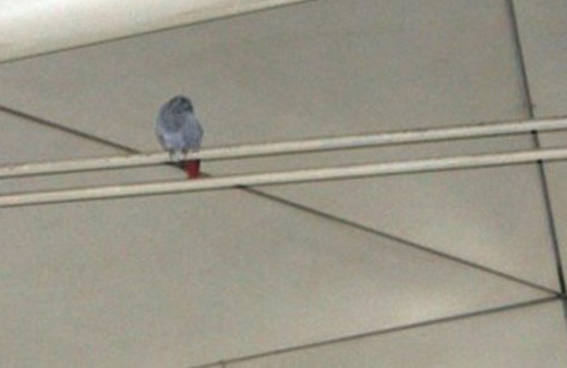 Havalimanı'nda 'papağan' kovalamacası