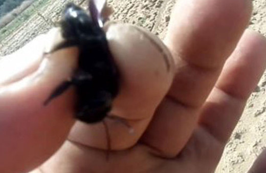 Eşek arısıyla kavga eden adam