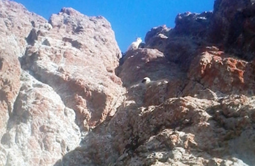 Kurttan korkup uçurumdan atladılar!