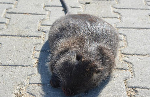 Ağlarına su maymunu takıldı