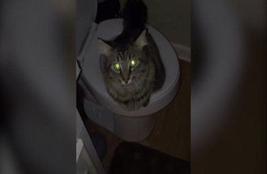 İnsan gibi tuvaletini yapan akıllı kedi