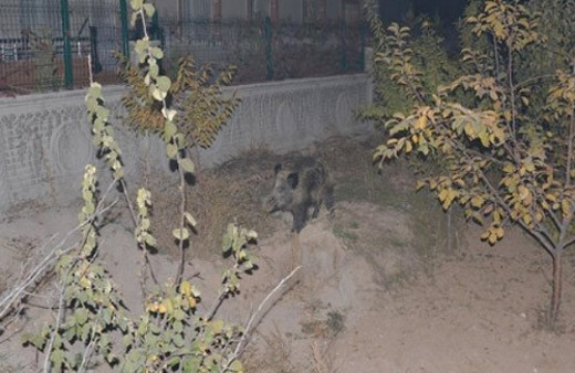 Konya merkeze inen yaralı domuz ortalığı birbirine kattı 