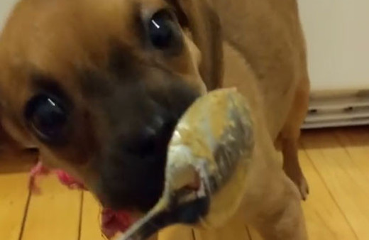 İlk defa fıstık ezmesi yiyen yavru köpek