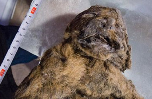 12 bin yıllık mağara aslanı bulundu