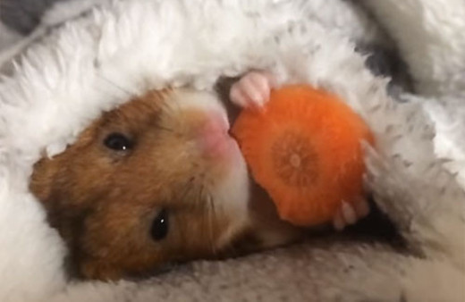 Uyumadan önce havuç yiyen sincap