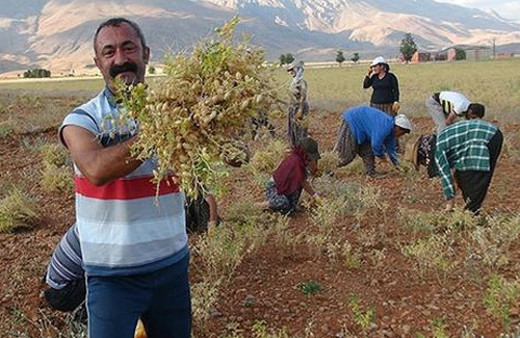 Komünist belediyeden öğrencilere nohut bursu!