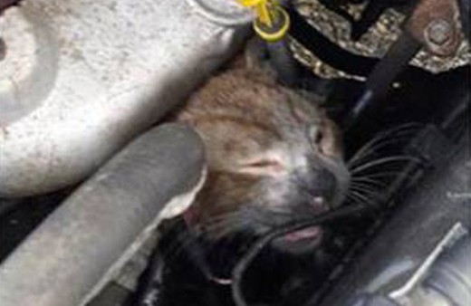 Bir de son halini görmelisiniz!