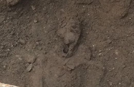 Foça'da 2 bin 100 yıllık mezarlar bulundu