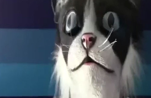 Kediler dev bir kedi görürse ne olur?