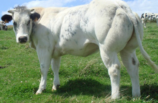 Et üretimine ‘Limuzin’li destek