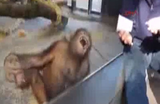 Sihirbazlık numarası orangutanı gülme krizine soktu