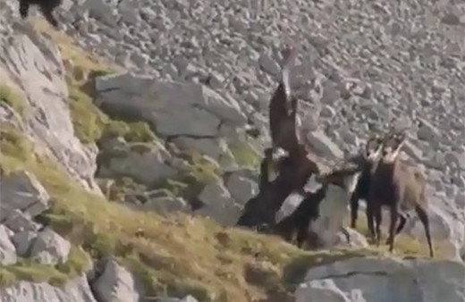 Kartal dağ keçisine saldırırsa... Sonuca bakın!