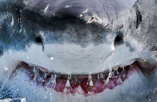 Pazartesi sendromuna 60 harika fotoğraf