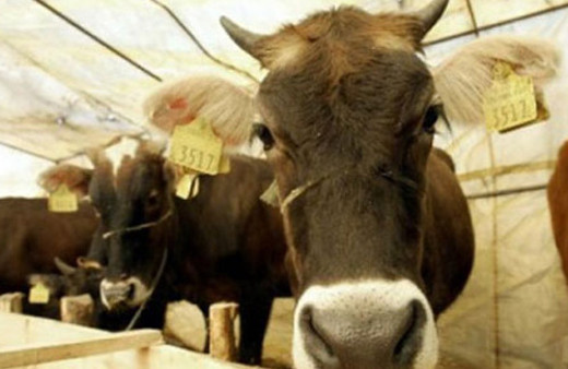 Türkiye'de şap karantinası artıyor!