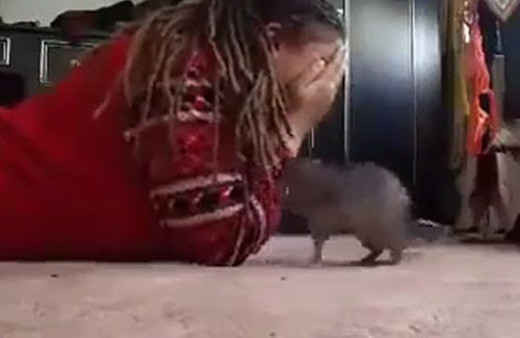 Sıçanla körebe oynayan kadın! Hayret verici...