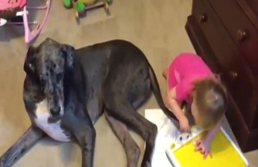  Köpeğin kuyruğunu boya fırçası olarak kullanan sevimli kız