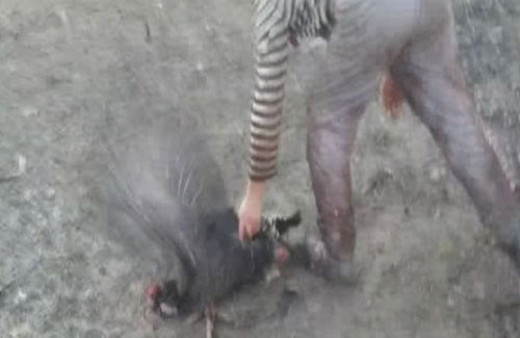 Halkalı'da hindi kesimi videosu dehşete düşürdü