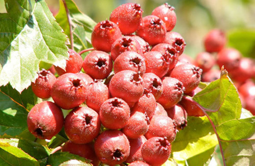  Kalp sağlığınız için "alıç" tüketin önerisi