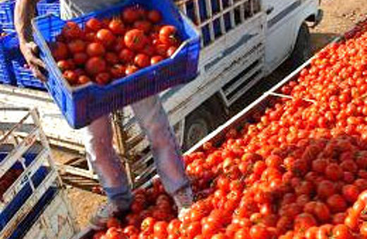 Rusya'nın almadığı sebzeler bakın ne yapılıyor?