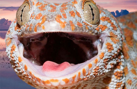 Yarısı erkek yarısı dişi! Hem çiftleşiyor hem...