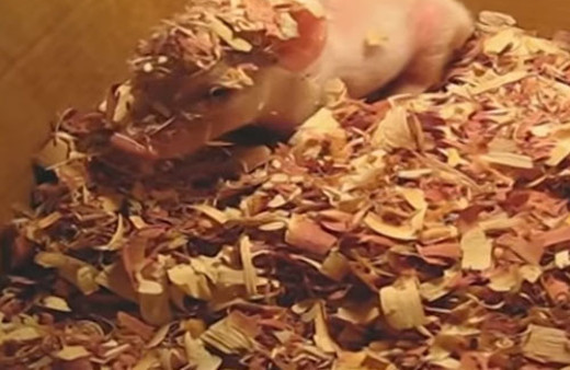 ABD'de cami önüne domuz kafası bırakıldı