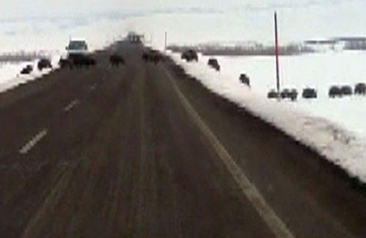 Erzurum'da karayoluna domuz sürüsü çıktı