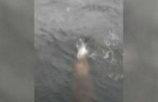 Koca bir balık yakaladığını sandı fakat!